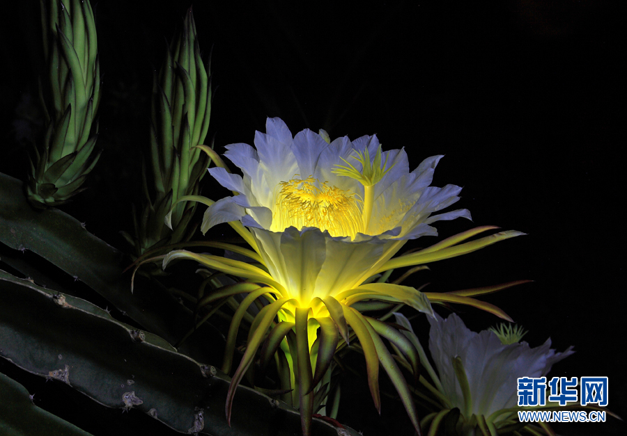 昙花一现火龙果花:静夜绽放涌暗香