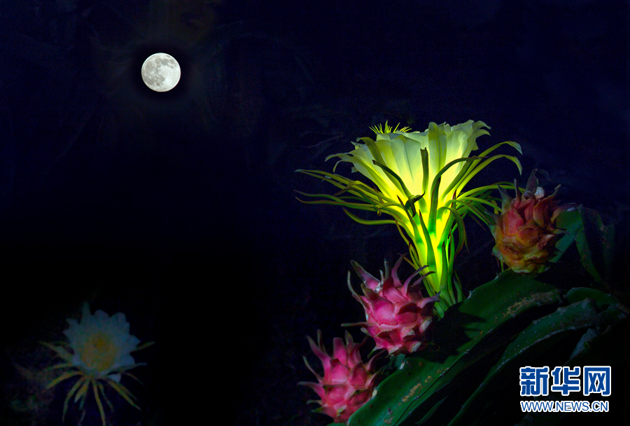 昙花一现火龙果花:静夜绽放涌暗香