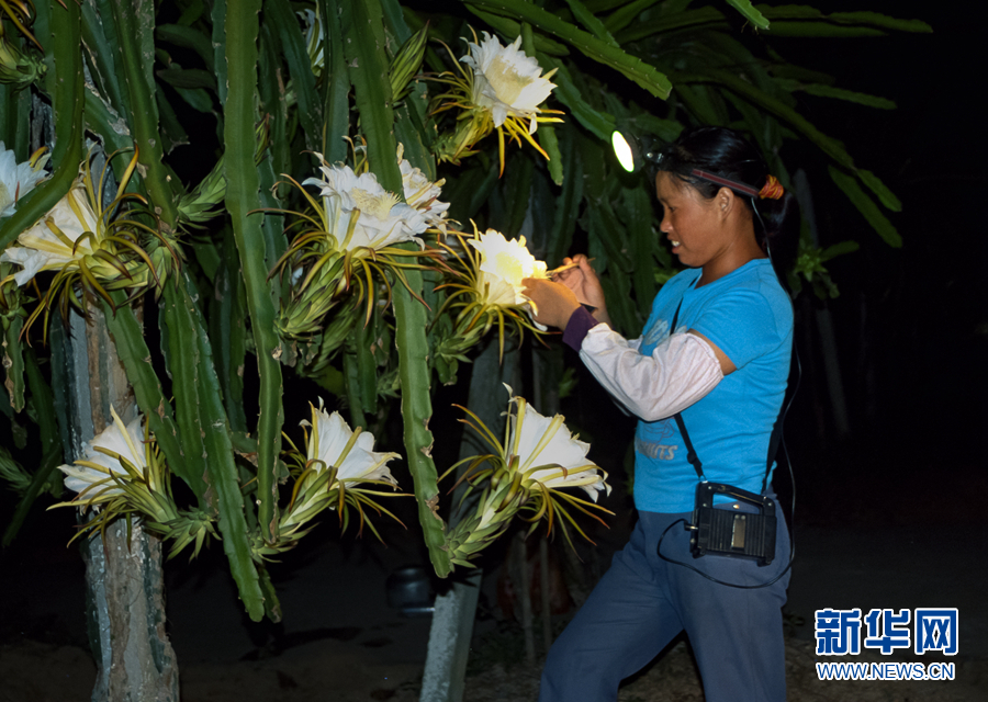 昙花一现火龙果花:静夜绽放涌暗香