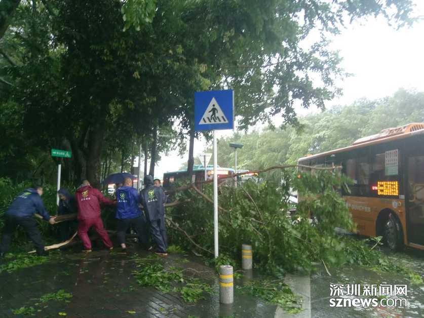 台风天鸽来袭!深圳狂风暴雨