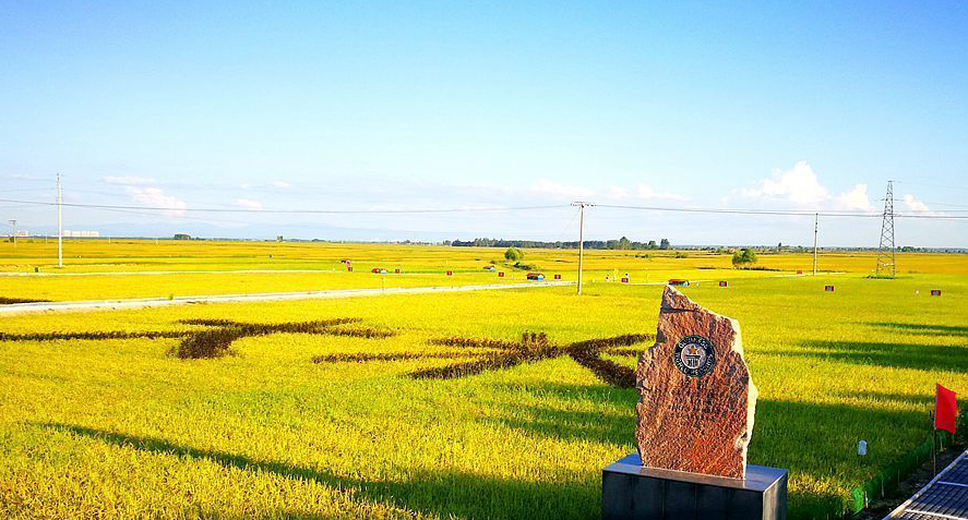 通河县委书记刘长河:好生态孕育好大米 卖得好