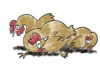 广东话百科:执死鸡(执死鸡是什么意思?)