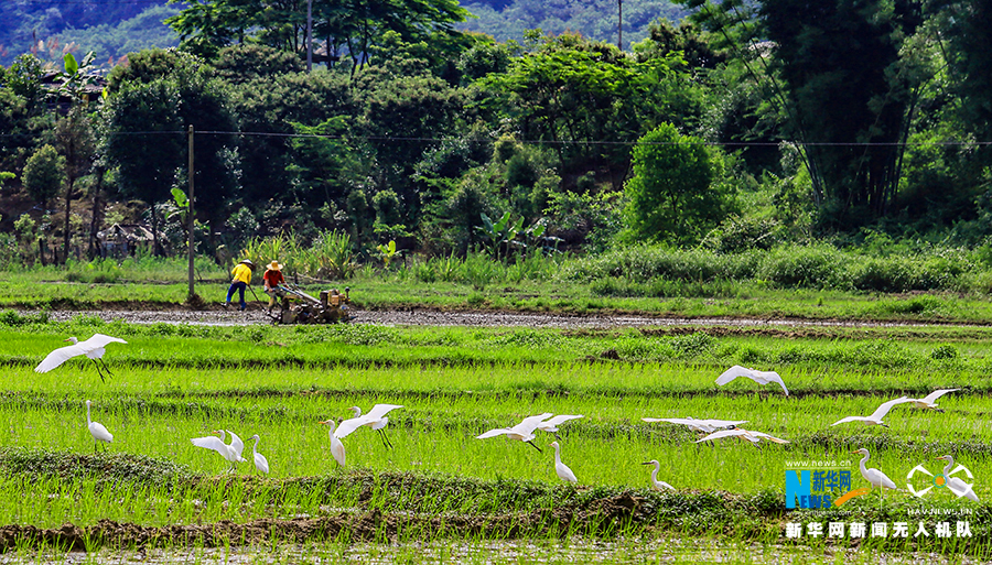 白雪公主白鹭飞 爱上广州流溪的航拍在这儿