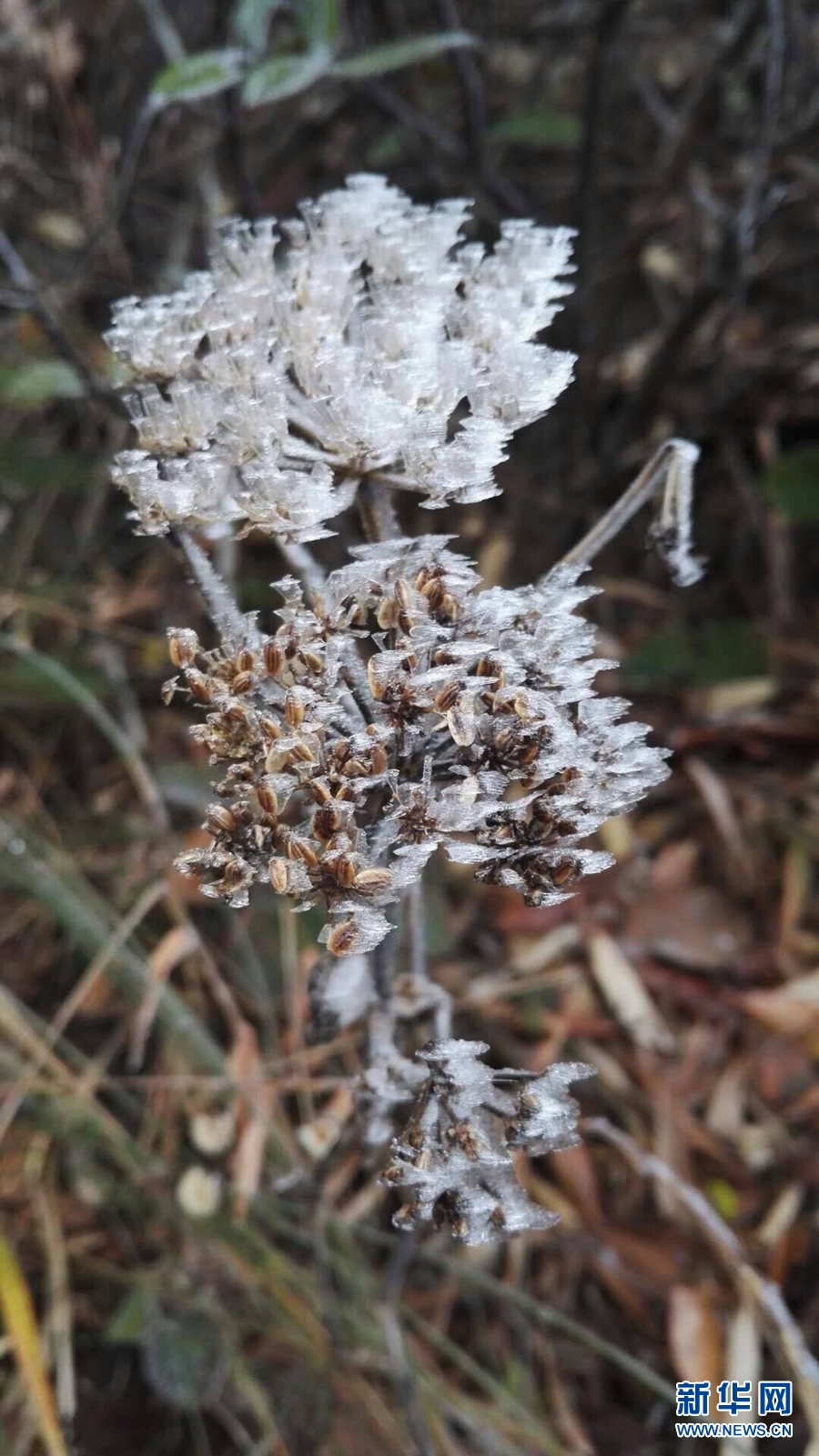 强冷空气将入粤 粤北满山盛开冰凌花