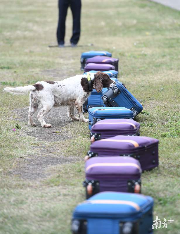 神犬如何炼成?警犬选拔也有淘汰赛和晋级