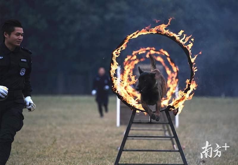 神犬如何炼成?警犬选拔也有淘汰赛和晋级