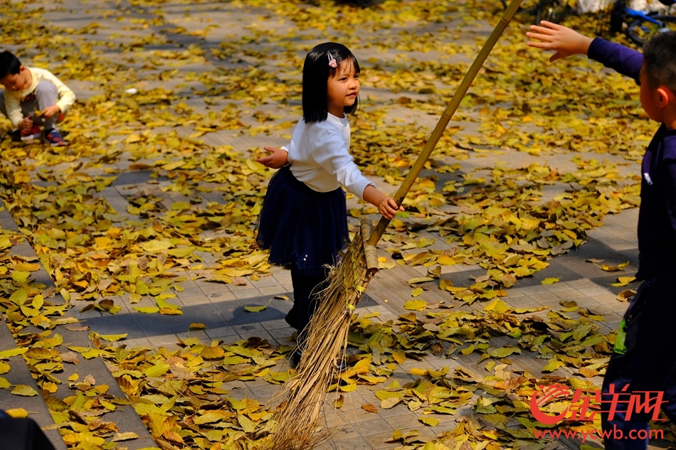 广州街头现春天童话,落叶如金