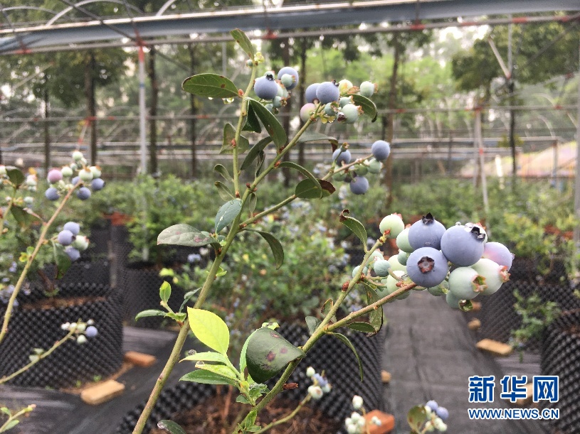北方佳果花开岭南 旅游+采摘催生蓝莓种植新