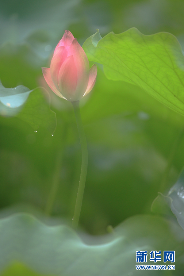 荷花+云雾 花岛仙境如梦如幻