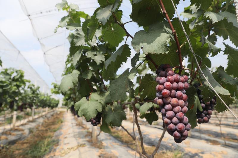 葡萄、桑葚、荔枝…六月南沙瓜果飘香 农业休