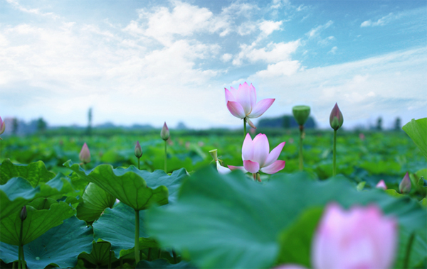 麦飘香、时雨至、农事忙…咏廿四气诗·芒种