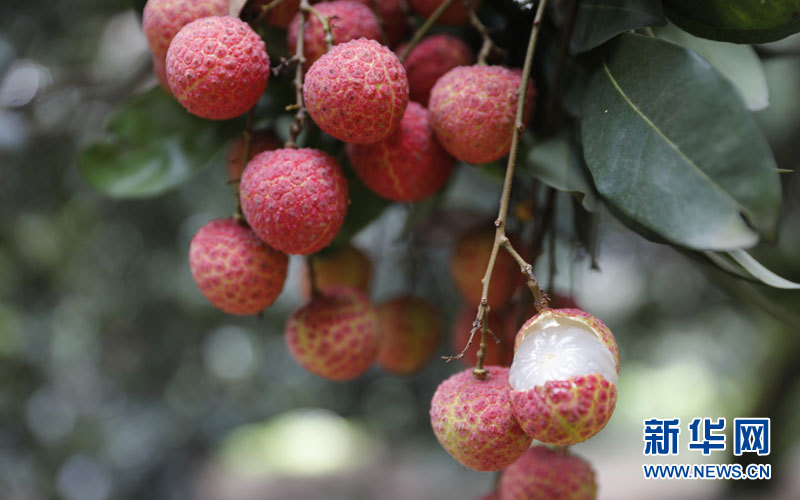 荔枝丰收季,香甜白玉等你来品