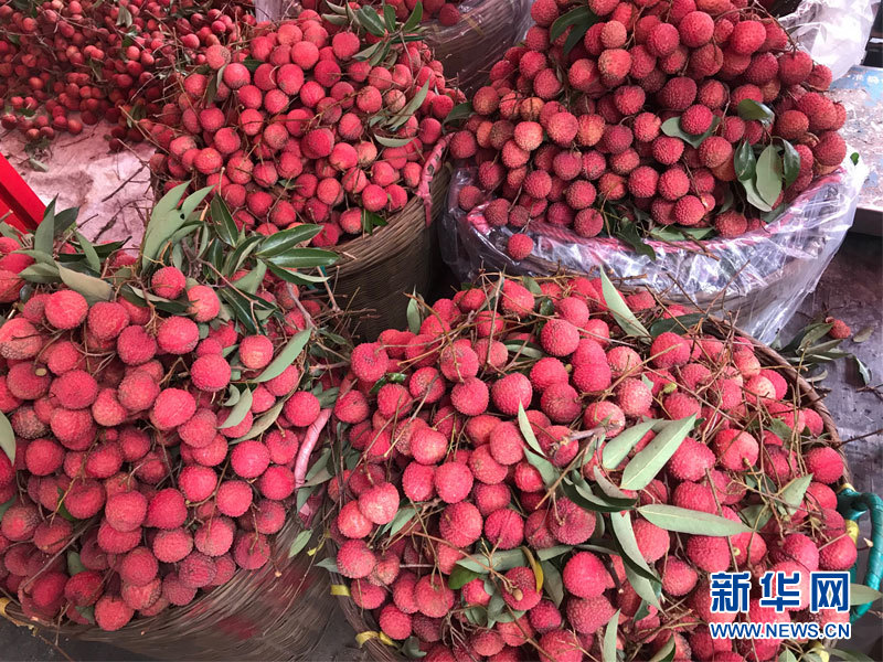 荔枝丰收季,香甜白玉等你来品