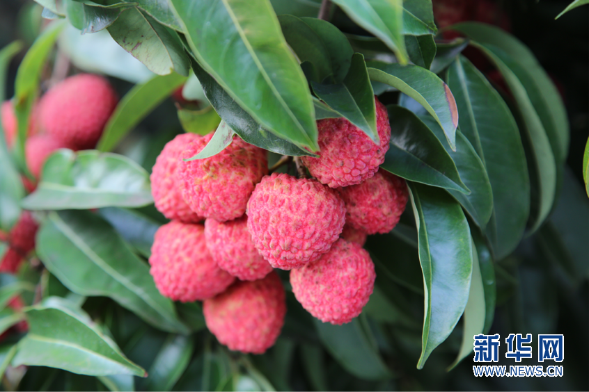 2018年中国国际荔枝产业大会在广州举行