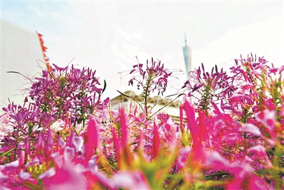 第五届中国杯插花花艺大赛暨2018广州国际花