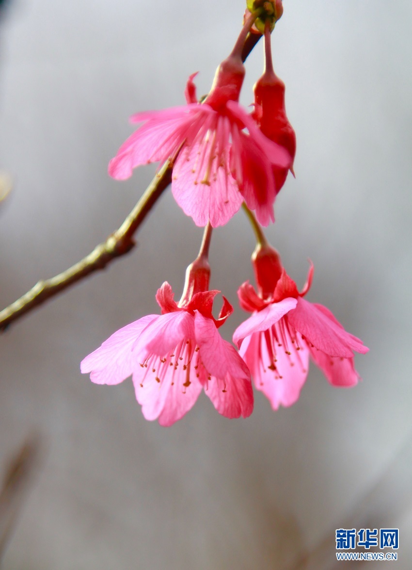 广州九龙湖2019樱花\/茶花主题节开幕