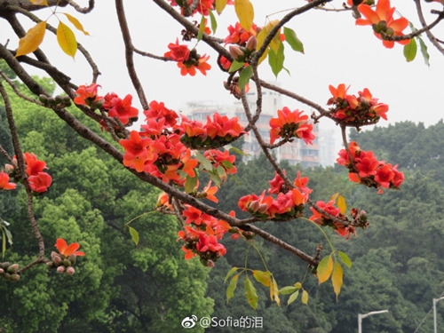 广东:21日夜间起冷空气携雨来袭