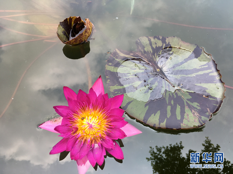 初夏时节 邂逅睡莲
