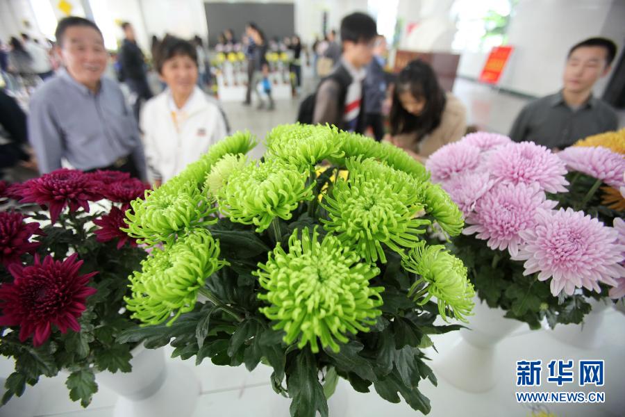 绿色菊花惹人眼