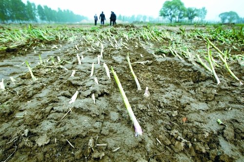 河南中牟为修人文路 铲平近百亩快成熟庄稼