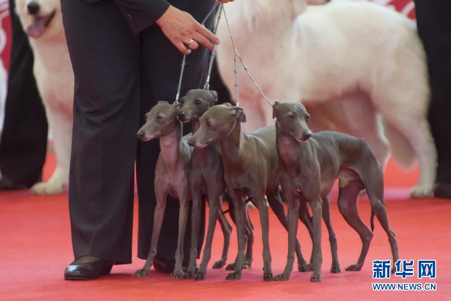 2013年世界犬业联盟世界狗展落幕