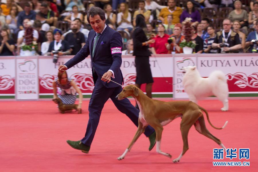 2013年世界犬业联盟世界狗展落幕