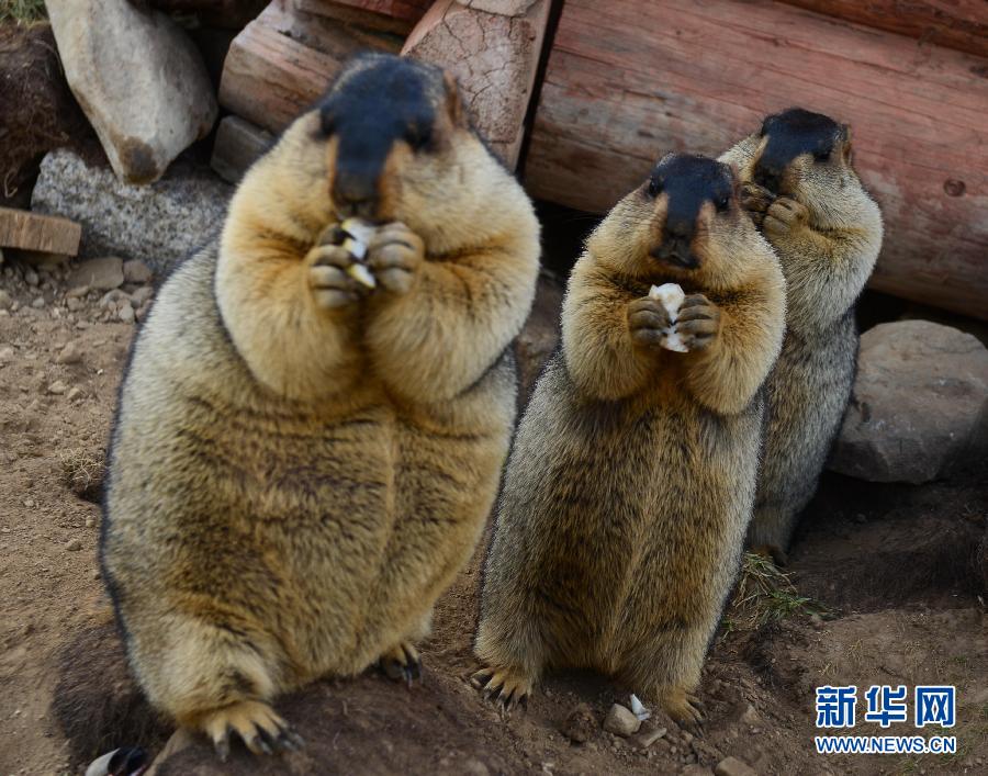 萌旱獭