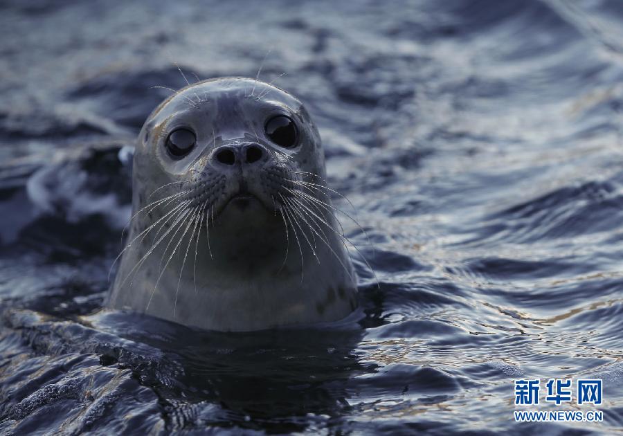当日,温哥华水族馆下辖的海洋动物拯救中心将一批伤愈的港海豹放回