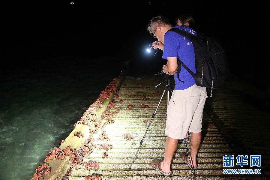 澳大利亚圣诞岛迎来红蟹大迁徙