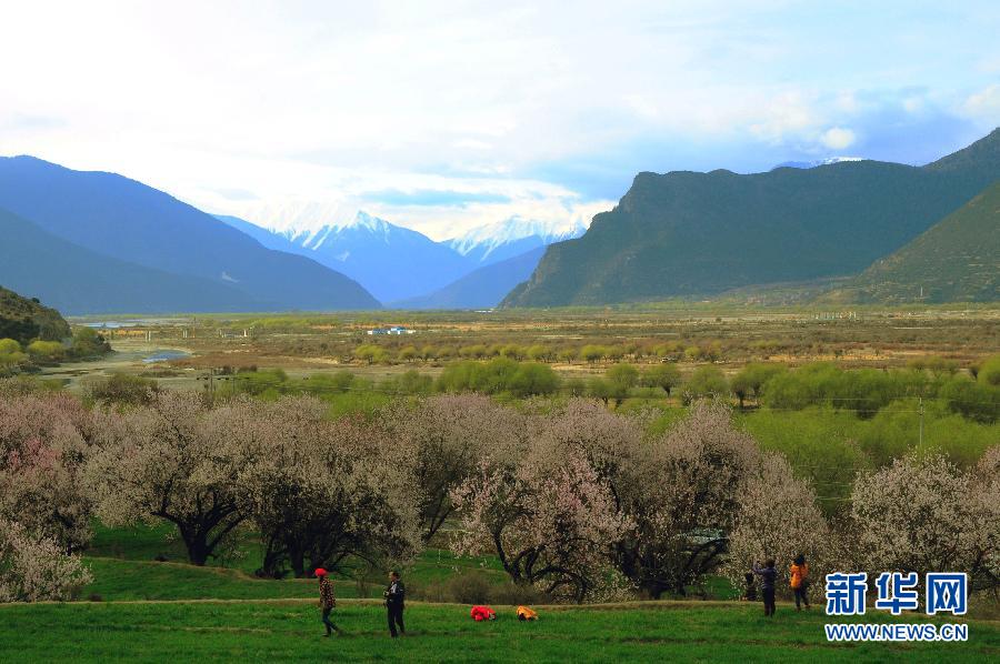 西藏林芝桃花开
