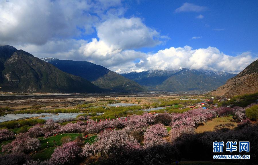 西藏林芝桃花开