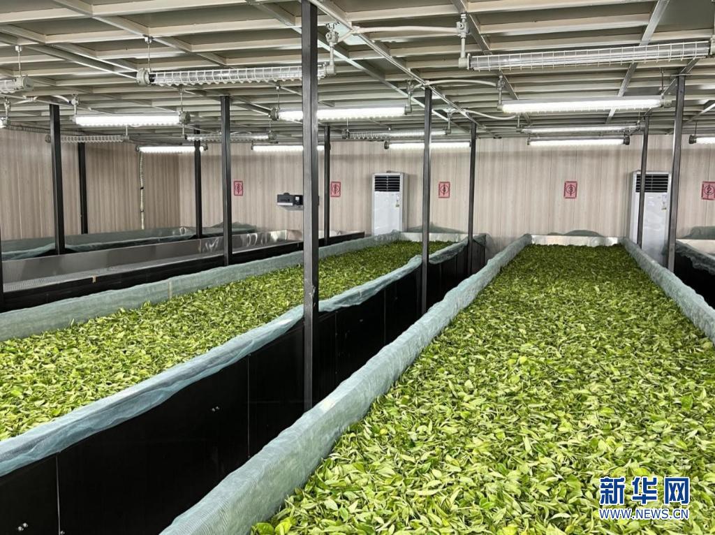 乡村振兴在行动｜引金融“活水”强产业链条——广东清远探索农村产业发展新思路