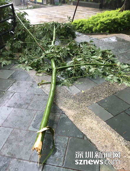 实拍台风天深圳倒塌的树木