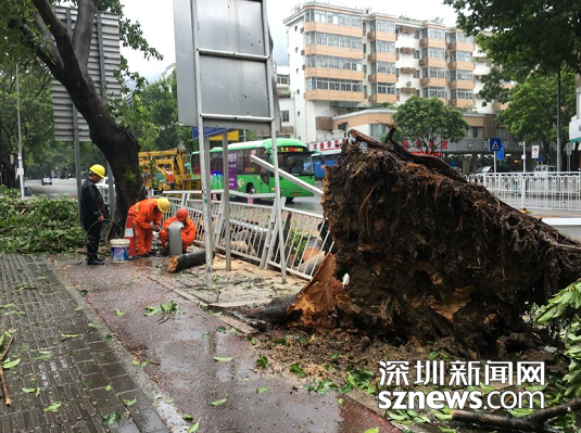 实拍台风天深圳倒塌的树木 - 新华网