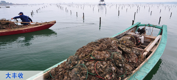 精彩徐闻 生态之约