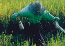 稻草人：中国乡间农民的大地艺术
