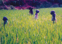 稻草人：中国乡间农民的大地艺术