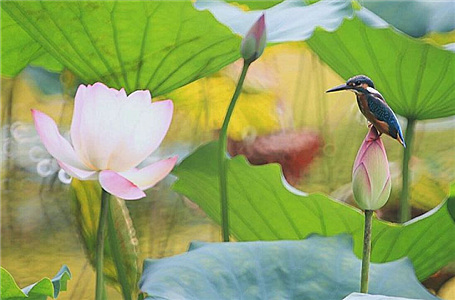 【秋季美丽生态】荷花鸟韵美如画