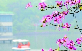 痴雨沾花