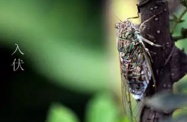 听说入伏后失眠多了 要不这样做…