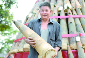 揭阳笋王争霸赛 冠军重达25.4斤