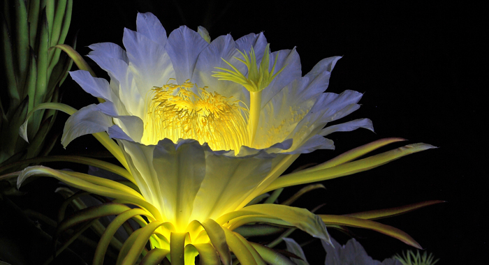 昙花一现火龙果花:静夜绽放涌暗香