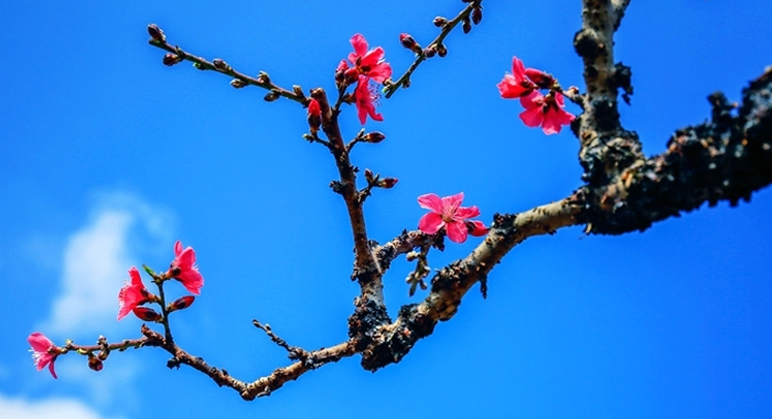 【视频】桃花春色暖先开 航拍岭南好风光