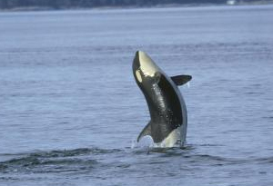 一游客在广东海陵岛带走搁浅伪虎鲸幼崽被追责