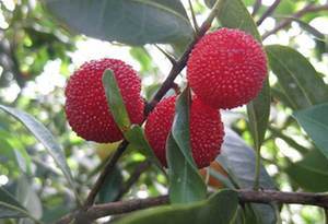 从化杨梅节本周末举行