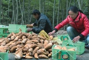 廣東省新增5個國家地理標志産品