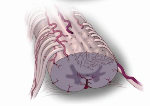 新研究为受损脊髓神经的恢复带来希望