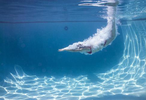 全国青年跳水冠军赛在广东汕头开幕