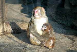 研究发现基因进化导致人类比猴子胖