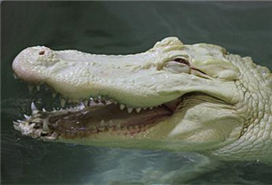 鳄鱼的一些远古亲戚是“素食者”